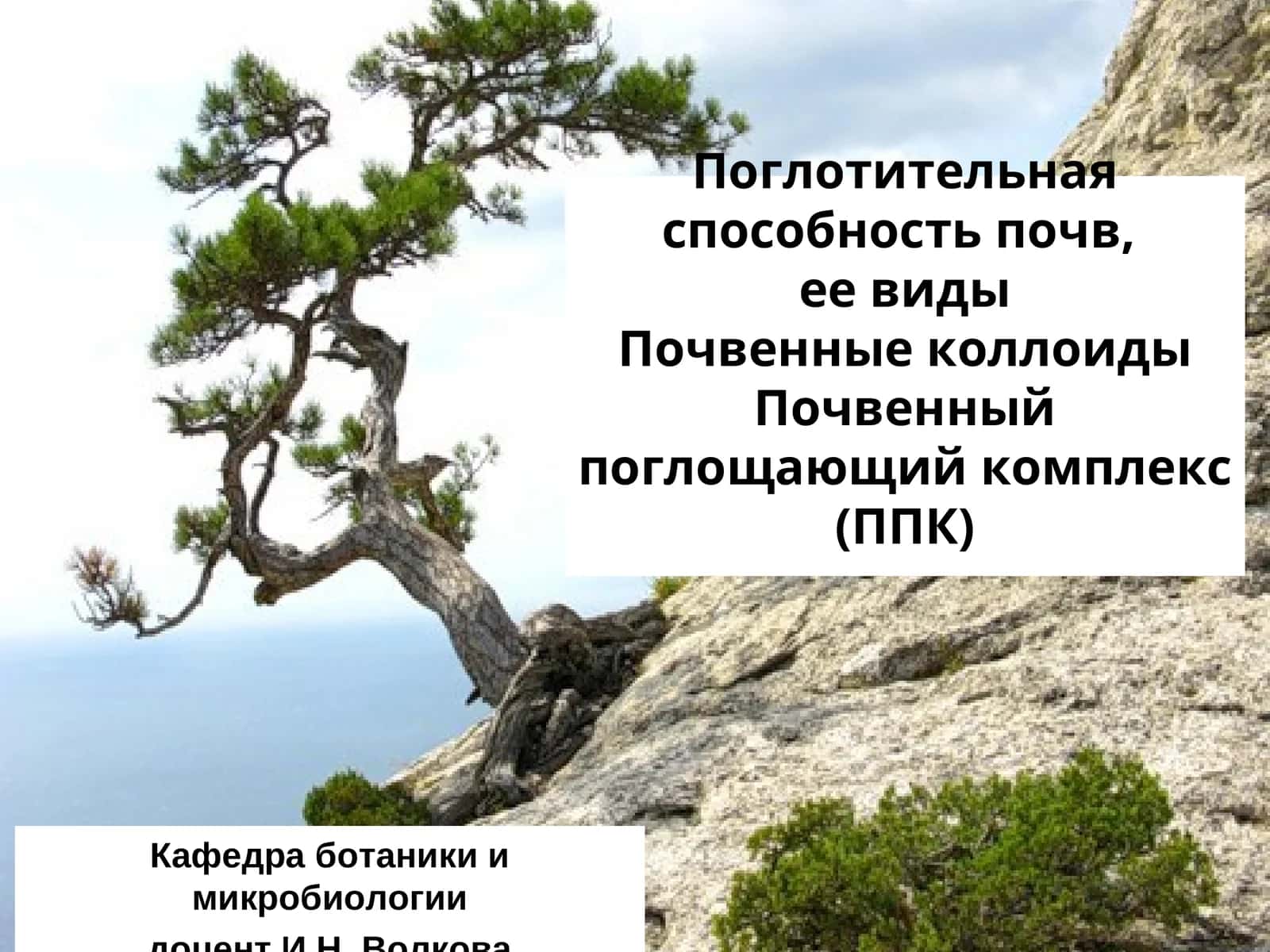 Поглотительная способность почв, ее виды