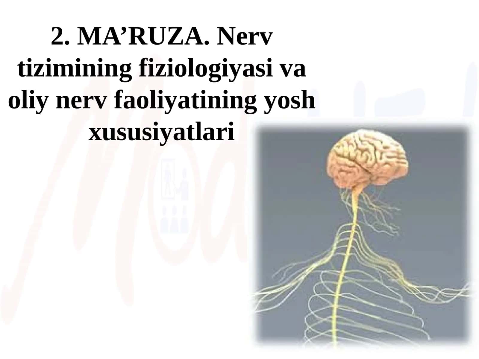 MA’RUZA.Nerv tizimining fiziologiyasi va oliy nerv faoliyatining yosh xususiyatlari
