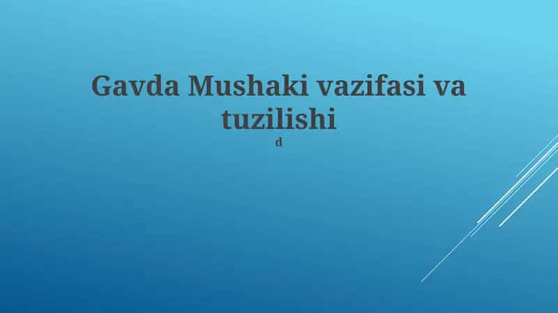 Gavda Mushaki vazifasi va tuzilishi