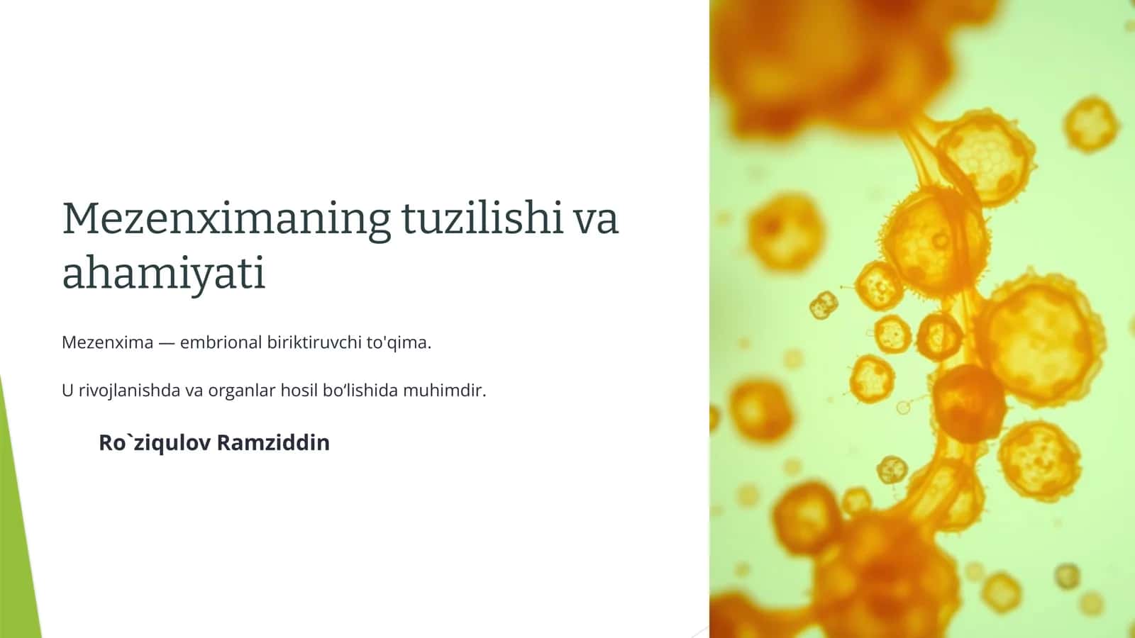 Mezenximaning tuzilishi va ahamiyati
