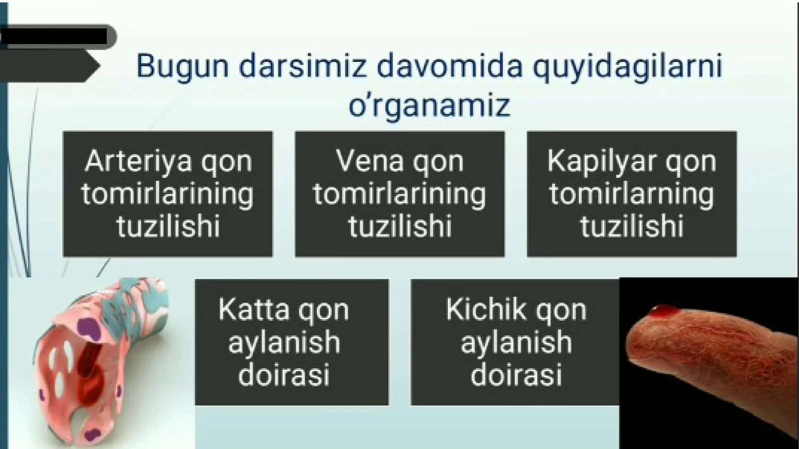 qon tomirlari qon aylanish sistemasi