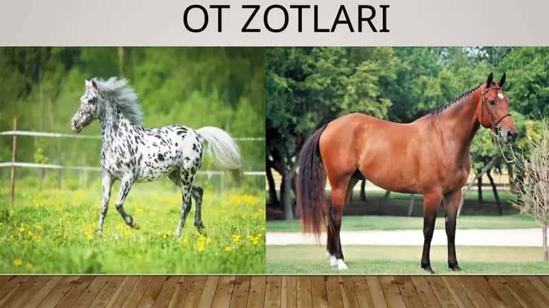 Ot Zotlari