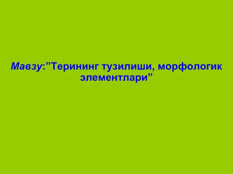 Терининг замбуруғкасалликлари-микозлар