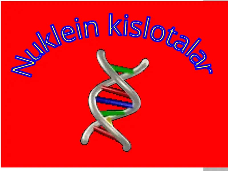 Nuklein kislotalar