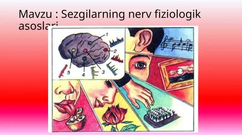 Sezgilarningnervfiziologikasoslari