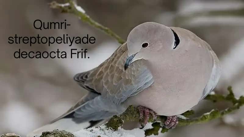 Qumri haqida malumot