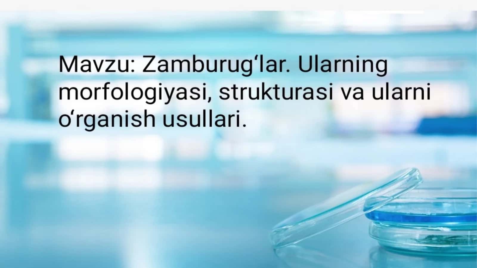 Zamburug'lar