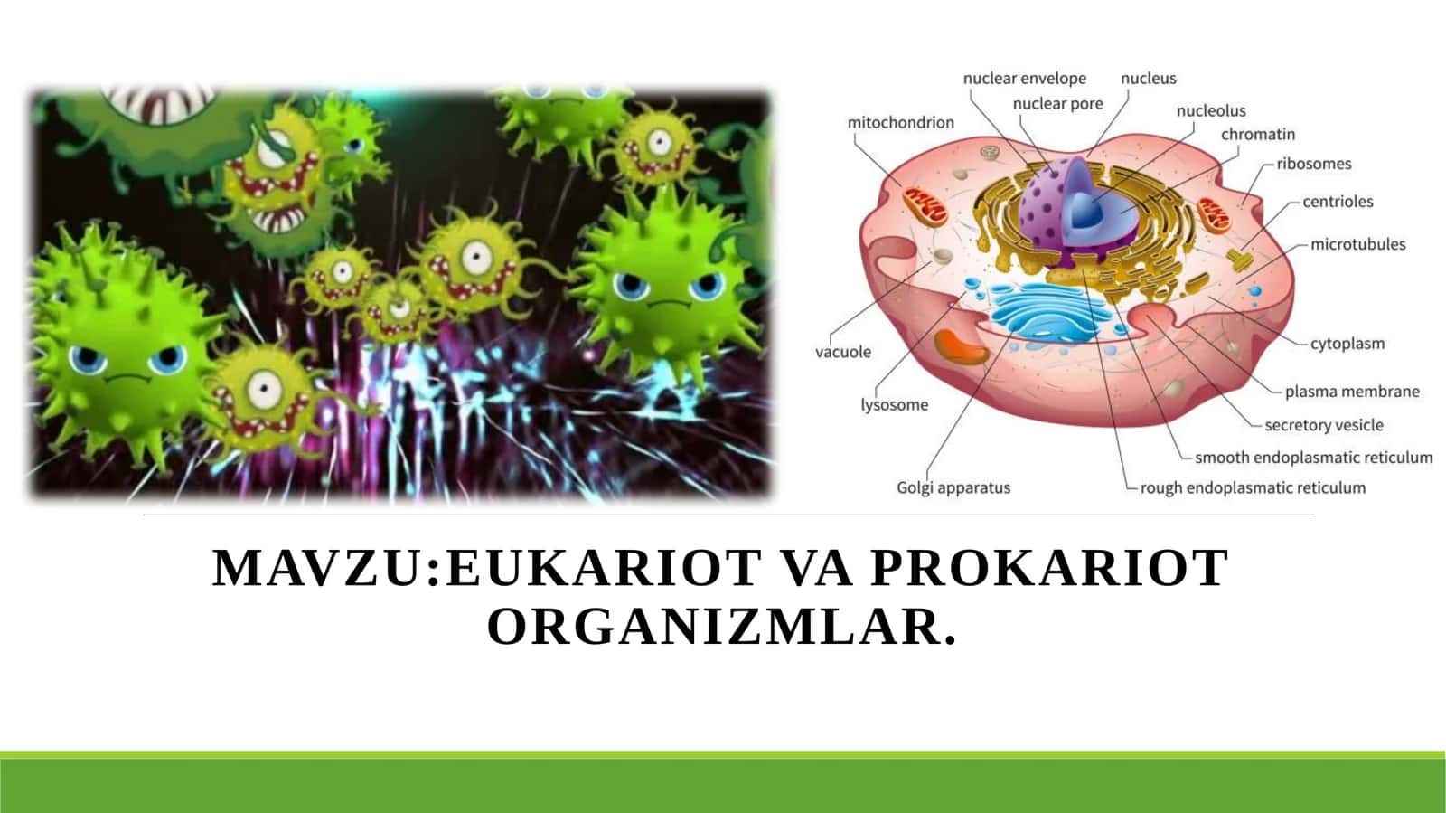 EUKARIOT VA PROKARIOT ORGANIZMLAR
