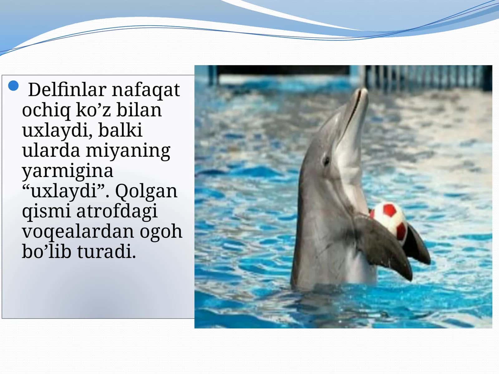 Yersayyorasi