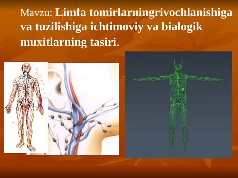 Limfa tomirlarning rivojlanishiga va tuzilishiga ijtimoiy va bialogik muxitlarning tasiri
