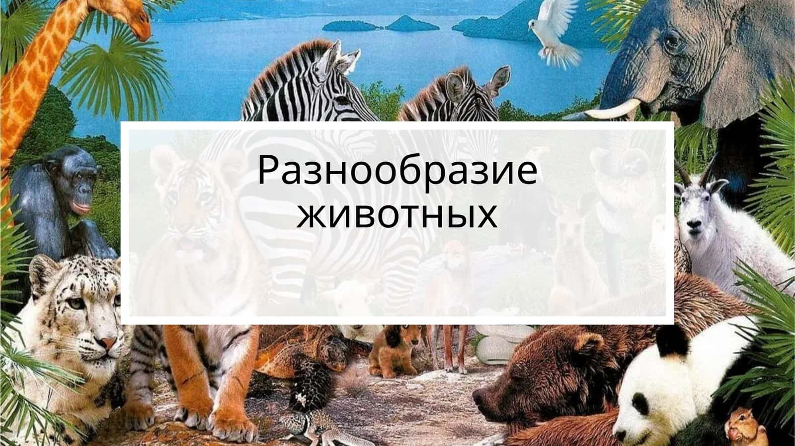 Разнообразие животных