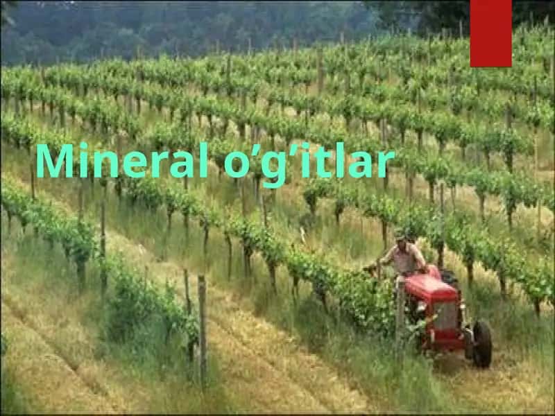 Mineral o’g’itlar
