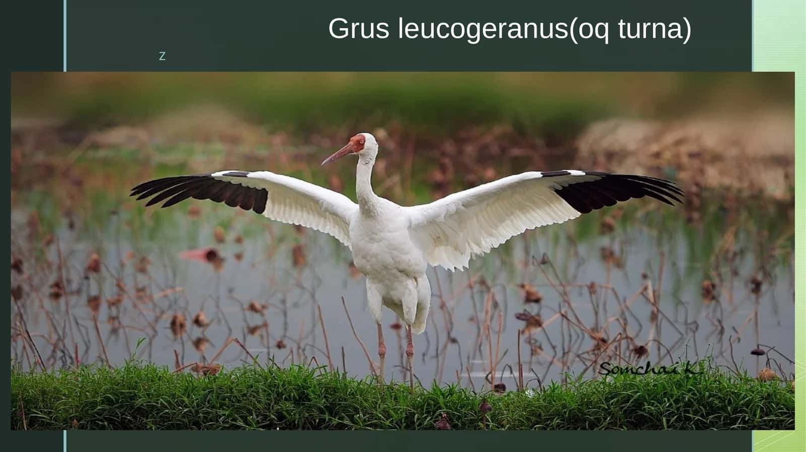 Sibir krani (Leucogeranus leucogeranus)