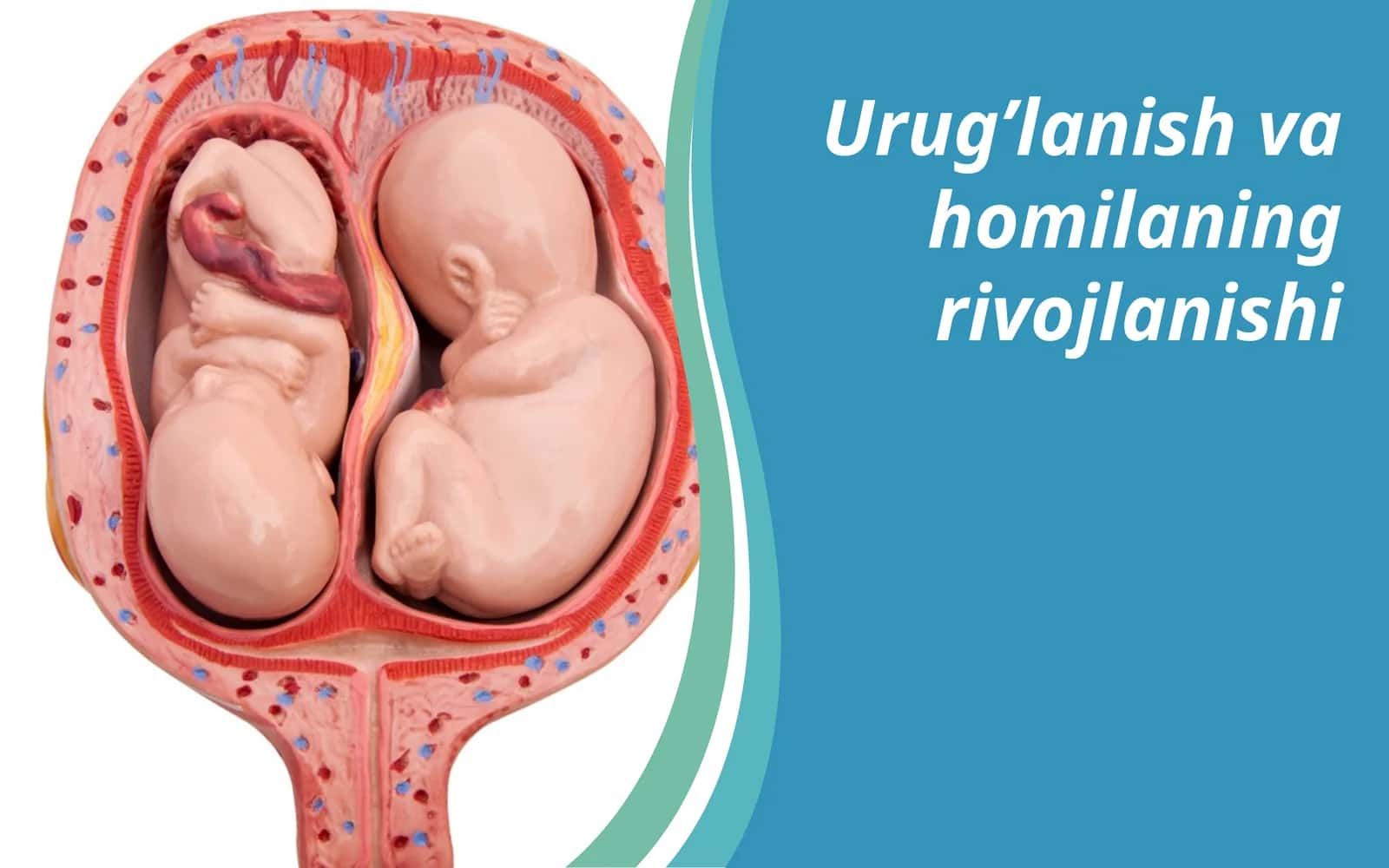 Urug’lanish va homilaning rivojlanishi