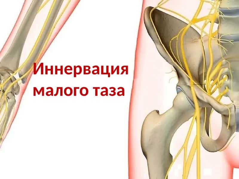 Иннервация малого таза