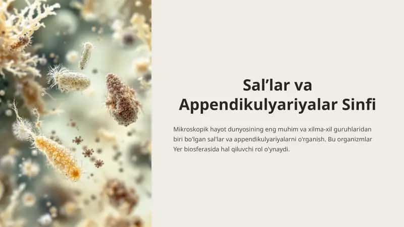 Sal’lar va Appendikulyariyalar Sinfi