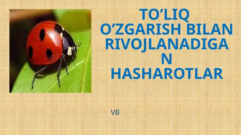 Hashoratlarning rivojlanishi