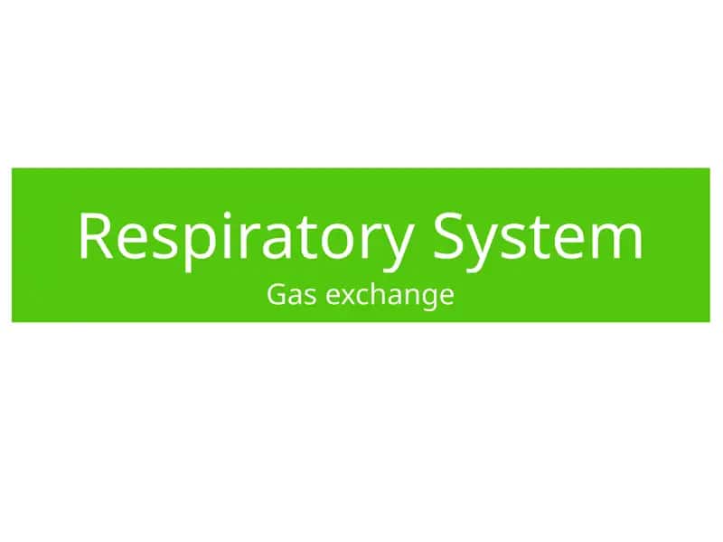 Respiratory System