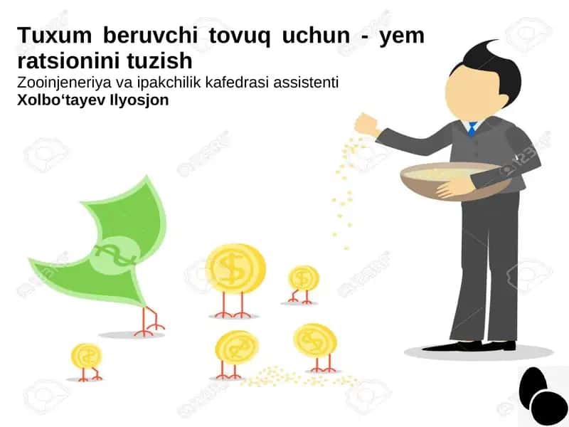 Tuxum beruvchi tovuq uchun - yem ratsionini tuzish