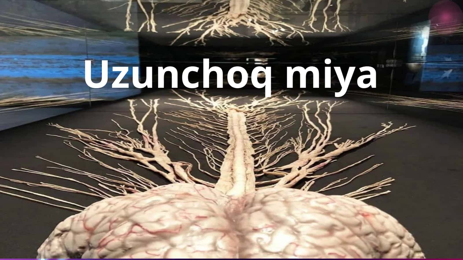 Uzunchoqmiya