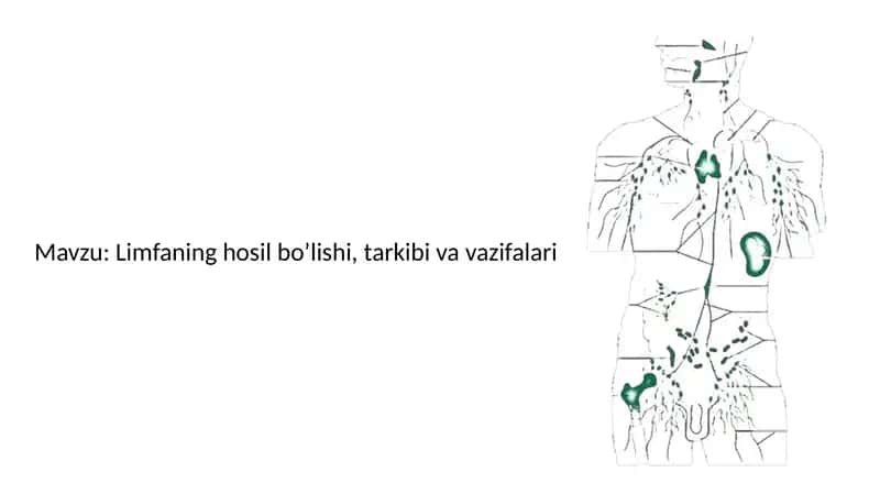 Limfaning hosil bo’lishi, tarkibi va vazifalari