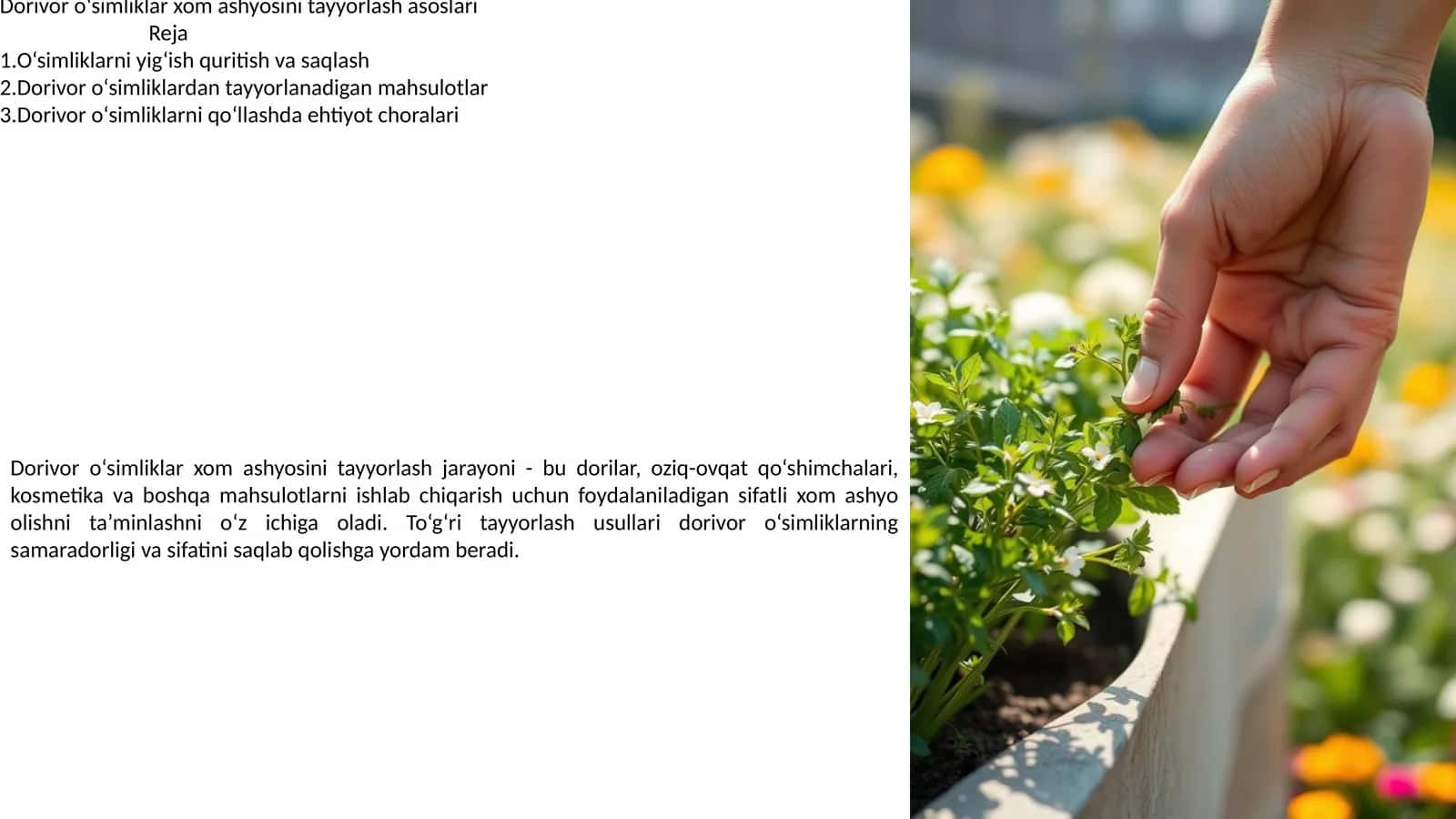 Dorivor o‘simliklar xom ashyosini tayyorlash asoslari