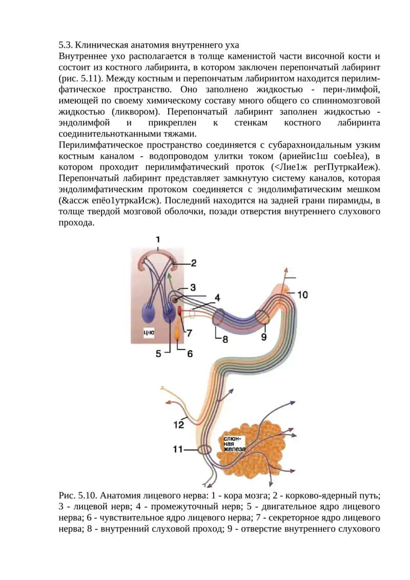 Клиническая анатомия внутреннего уха