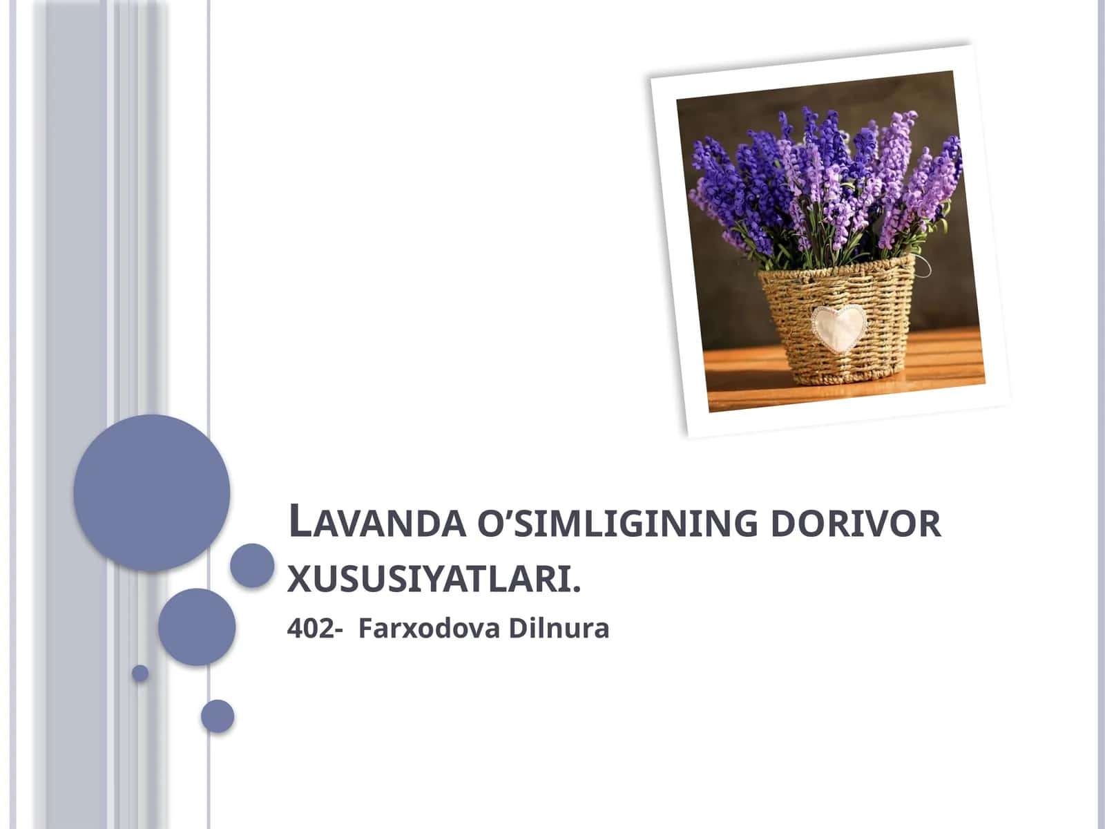 Lavanda o'simligining dorivor xususiyatlari
