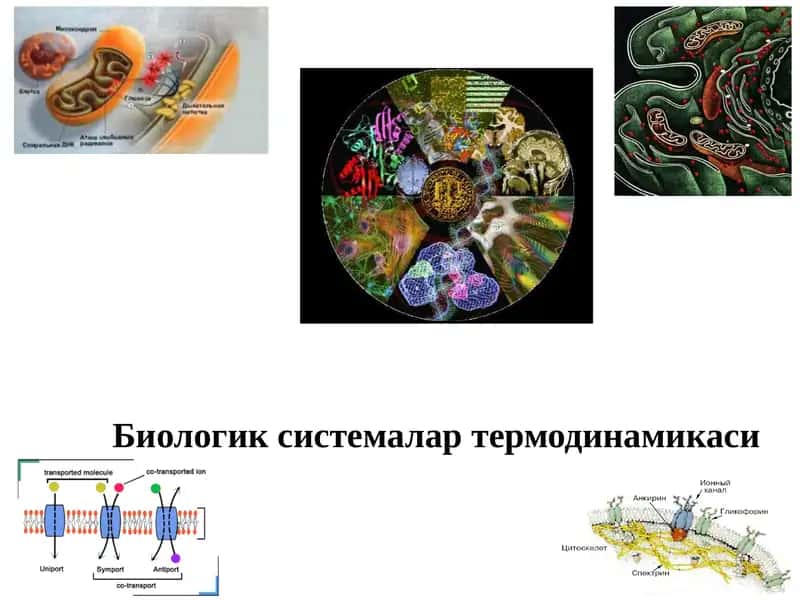 Биологик системалар термодинамикаси