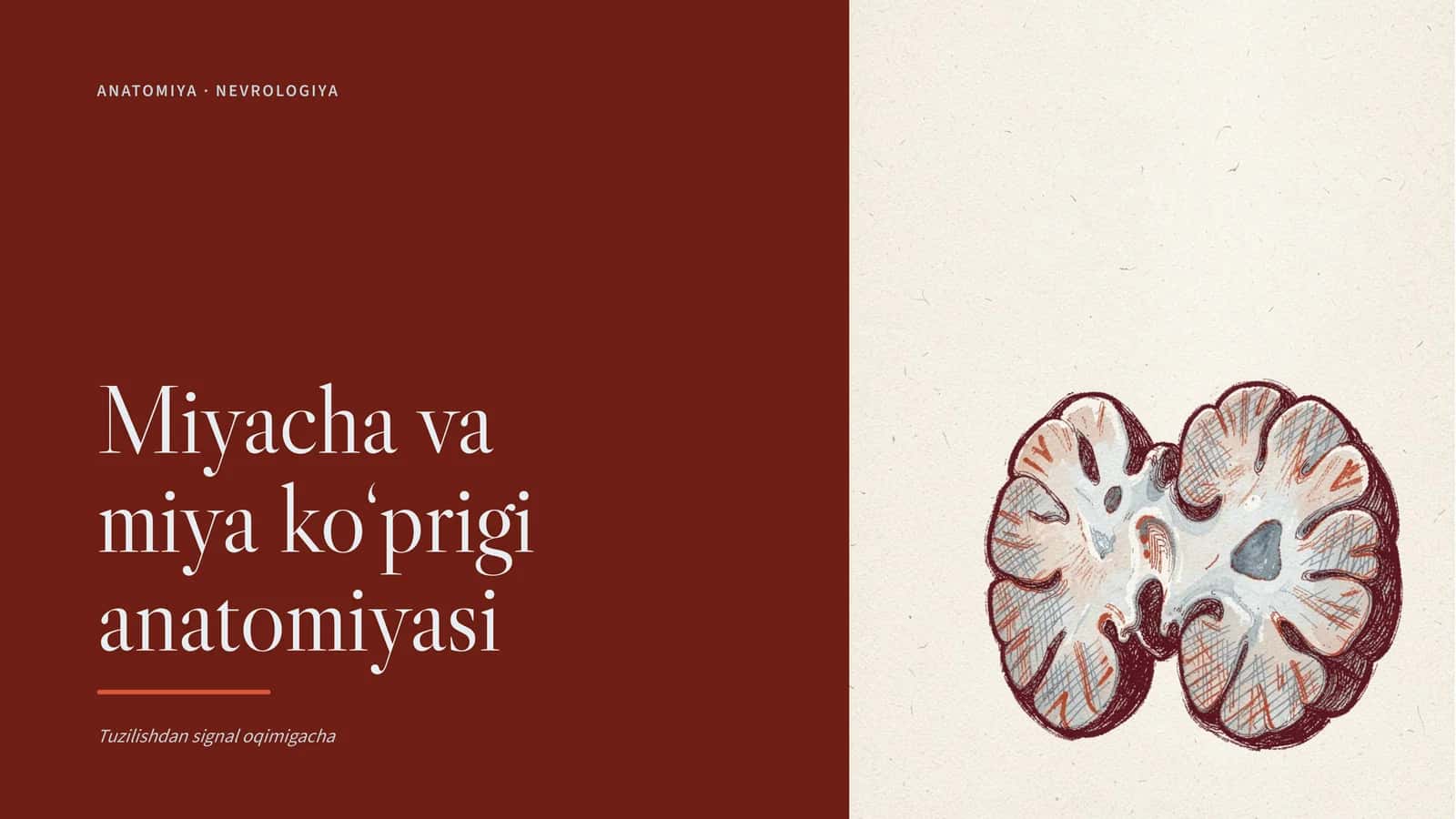 Miyacha va miya ko‘prigi anatomiyasi