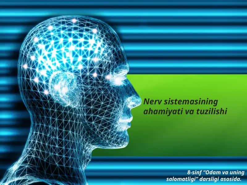 Nerv_sistemasi tuzilishi va ahamyati