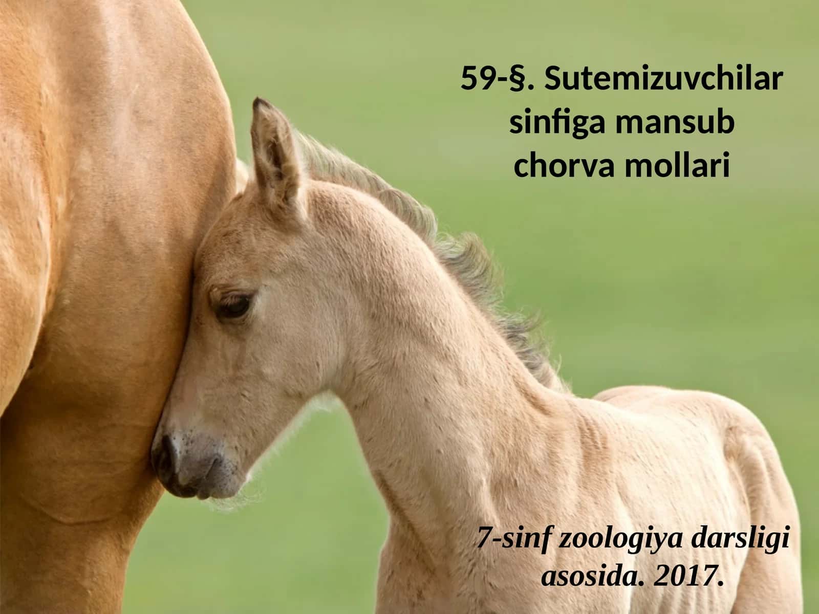 7-sinf Zoologiya 'Sutemizuvchilar sinfiga mansub chorva mollari' ko'rgazma