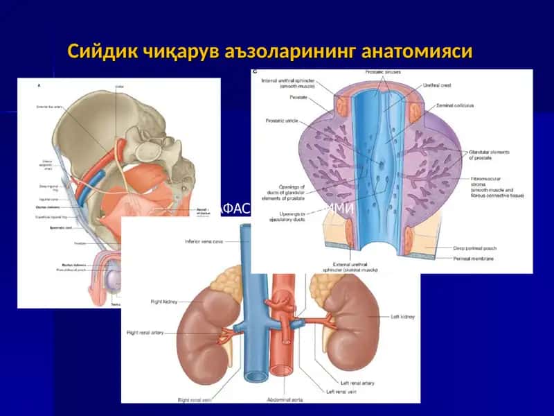 Сийдик чиқарув аъзоларининг анатомияси