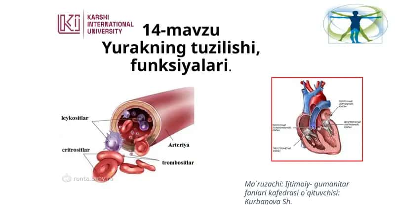 14-mavzu Yurakning tuzilishi, funksiyalari