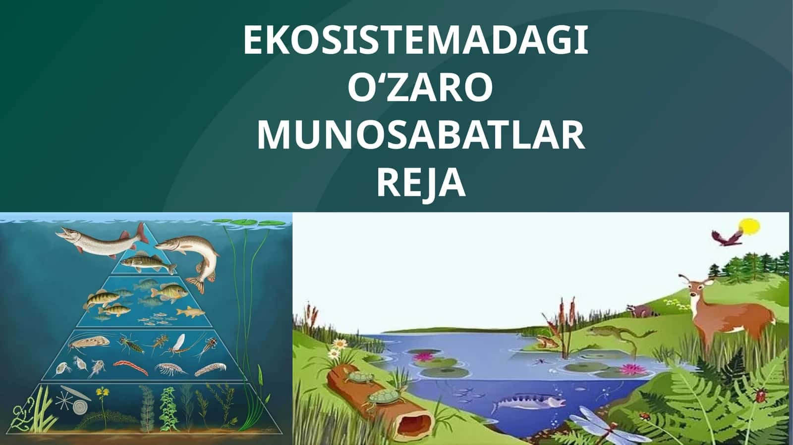 EKOSISTEMADAGI O‘ZARO MUNOSABATLAR
