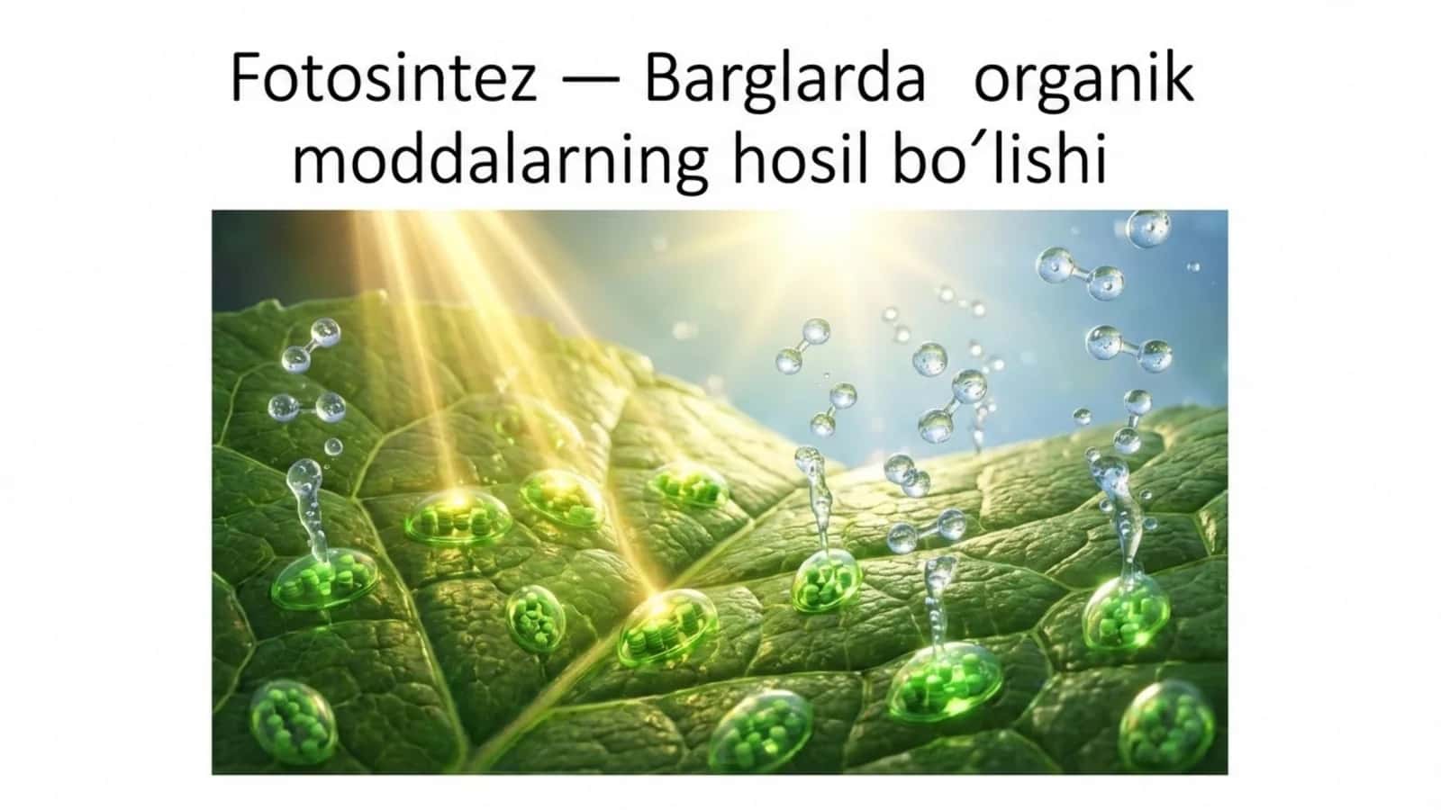 Fotosintez - barglarda organik moddalarning hosil bo'lishi