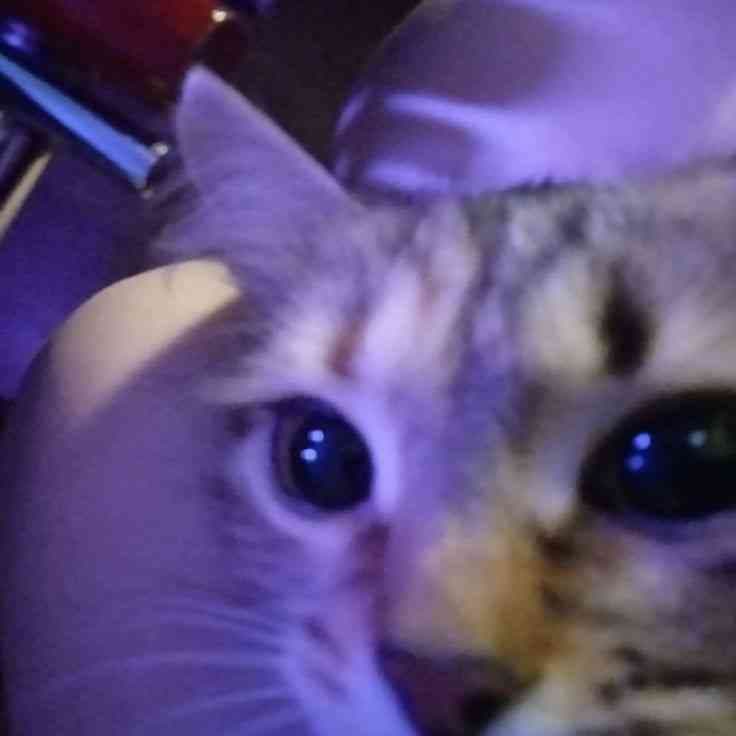 ⊹ ࣪ ˖۶ৎ ⊹ ࣪ ˖